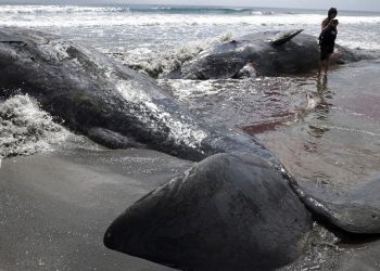 Pantai Jepang Dikepung Paus Setelah Gempa Besar Guncang Rusia