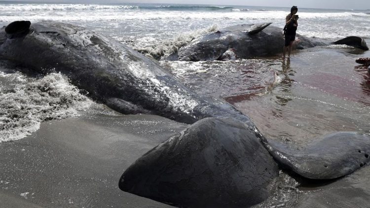 Pantai Jepang Dikepung Paus Setelah Gempa Besar Guncang Rusia