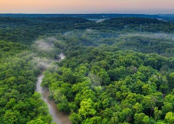 Kaya Raya Beli 400 Ribu Hektar Hutan Namun Tidak Menebang Pohonnya