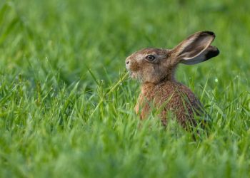 Kelinci Berwajah Tentakel Dinamakan Frankenstein Bikin Geger Warga