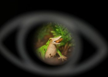 Menyelamatkan Katak Darwin dari Ancaman Kepunahan Secara Terakhir