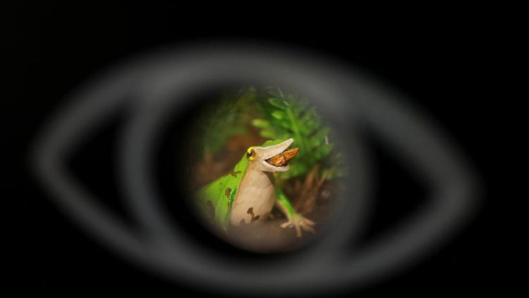 Menyelamatkan Katak Darwin dari Ancaman Kepunahan Secara Terakhir