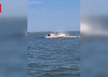 Seekor Paus Mati Tertabrak Kapal di New Jersey AS