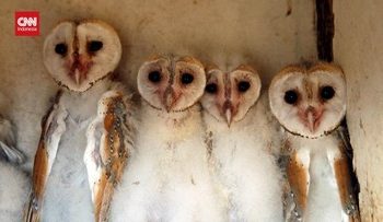 Ilmuwan Inggris Memanfaatkan AI untuk Mendukung Konservasi Burung Hantu