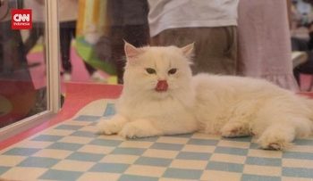 Pameran Teknologi Hewan Peliharaan di China yang Menarik untuk Dikunjungi