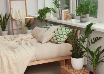 6 Tanaman Ideal untuk Kamar agar Tidur Lebih Nyenyak