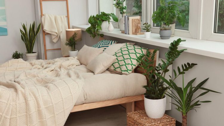 6 Tanaman Ideal untuk Kamar agar Tidur Lebih Nyenyak