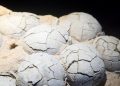 Fosil Telur Dinosaurus Berusia 86 Juta Tahun Ditemukan di Tiongkok