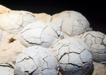 Fosil Telur Dinosaurus Berusia 86 Juta Tahun Ditemukan di Tiongkok