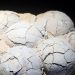 Fosil Telur Dinosaurus Berusia 86 Juta Tahun Ditemukan di Tiongkok