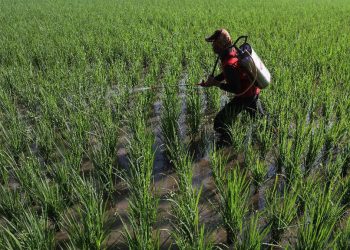 Prediksi Musim Hujan Maju, Petani Dapat Percepat Masa Tanam