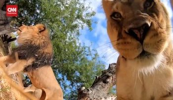 Momen Singa Bermain dengan CCTV dan Tampak Bagian Dalam Mulutnya