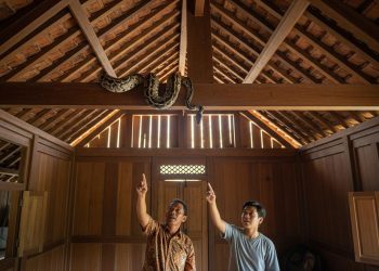 10 Tips Cegah Ular Masuk ke Atap Rumah atau Plafon Tanpa Bongkar Bangunan