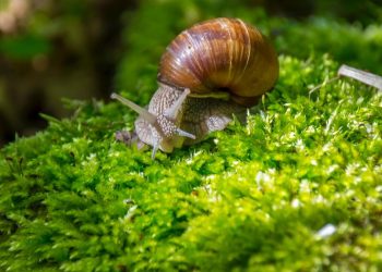 5 Bahan Dapur Efektif Usir Siput Saat Hujan Agar Tanaman Tetap Aman