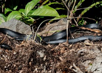 12 Jenis Ular Hitam yang Sering Bersembunyi di Kebun Rumah, Kenali Ciri-Cirinya