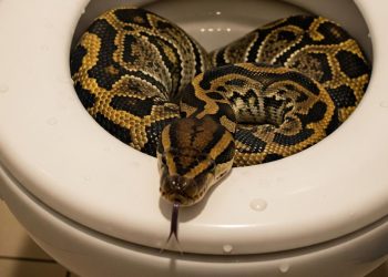 7 Tanda Ada Ular Sanca di Lubang WC Hati-hati dengan Suara Aneh