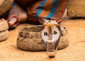 Ular Kobra Masuk Rumah Pertanda Apa Mitos dan Penjelasan Ilmiah