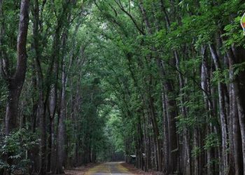 Manfaat Mahoni dari Keindahan hingga Nilai Ekologis Pohon Tropis Legendaris