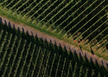 Krisis Iklim Ganggu Pertanian Anggur di Jepang