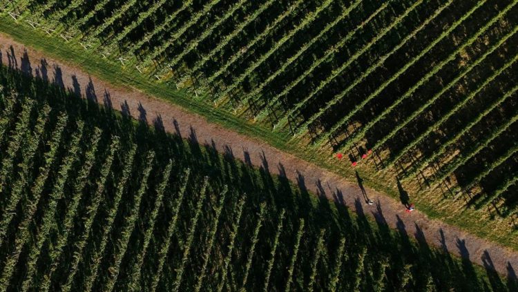 Krisis Iklim Ganggu Pertanian Anggur di Jepang