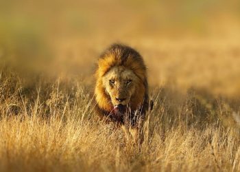 Studi Ungkap Hewan Liar Lebih Takut pada Manusia Daripada Singa