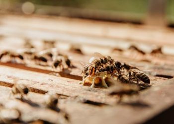 3 Cara Efektif Menghilangkan Rayap di Atap dan Pencegahannya
