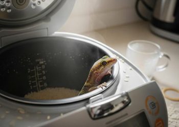 Cicak Masuk Ricecooker Penyebab dan Cara Mengatasinya