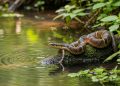 Ular Air Belang Apakah Berbahaya? Ketahui Fakta tentang Binatang Melata Ini