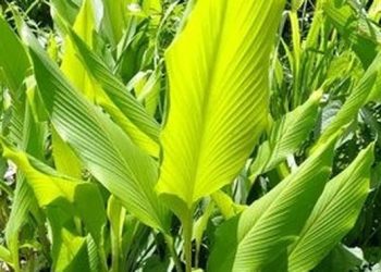 Tanaman Rimpang yang Sekali Tanam Bisa Panen Berkali-kali untuk Kebutuhan Rumah Tangga