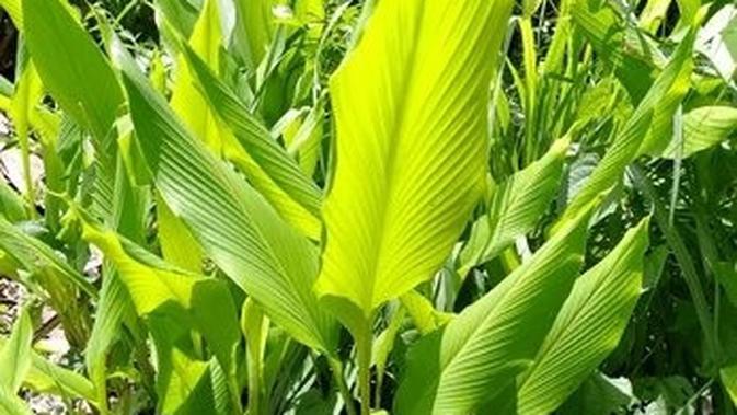 Tanaman Rimpang yang Sekali Tanam Bisa Panen Berkali-kali untuk Kebutuhan Rumah Tangga