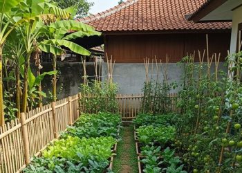 10 Tanaman Paling Produktif untuk Kebun Mini di Rumah yang Cocok untuk Pemula