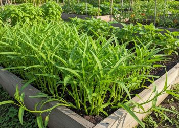 8 Jenis Tanaman dalam Satu Pot untuk Panen Berkali-kali di Pekarangan Sempit