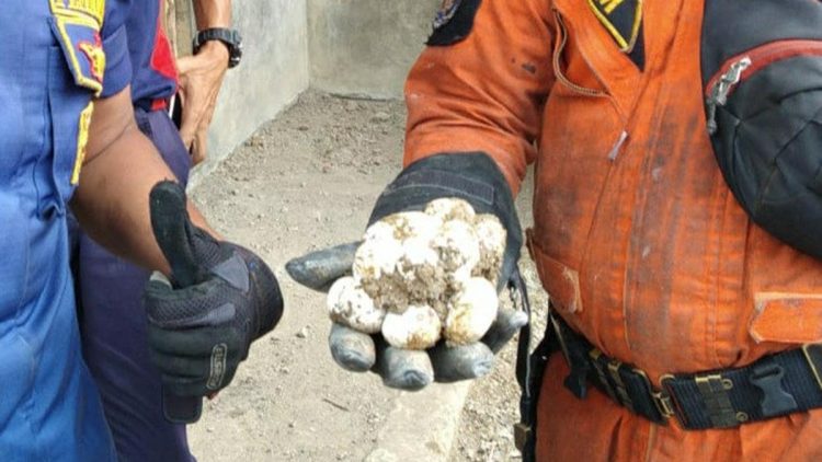 7 Metode Memindahkan Telur Ular Tanpa Membunuh Embrio Secara Aman dan Tepat