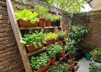 15 Model Kebun Sayur Rumah untuk Urban Farming di Lahan Terbatas sebagai Solusi Pangan