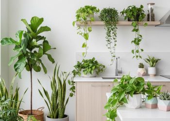 Dapur Monoton? Hiasi dengan 12 Tanaman untuk Kesegaran dan Fungsionalitas