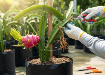 Menanam Buah Naga di Polybag dengan Praktis dan Mudah