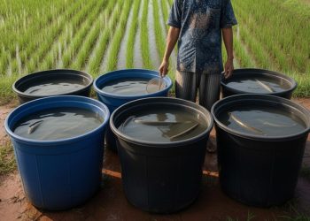 Budidaya Ikan Gabus di Ember untuk Pemula yang Mudah Dipraktikkan