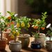 7 Jenis Pohon Buah Mini untuk Kebun Pot yang Tahan Cuaca dan Mudah Dirawat
