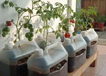 8 Ide Kebun Tomat Sederhana di Teras Menggunakan Wadah Bekas Solusi Hemat Pangan