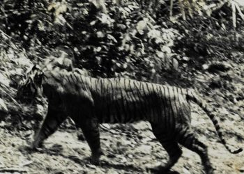 Punah atau Masih Tersembunyi di Alam Liar?