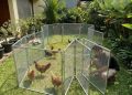 10 Model Kandang Ayam Buka Tutup yang Mudah Dipasang dan Dibongkar