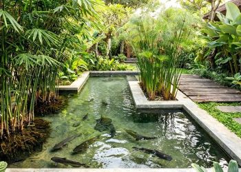 9 Model Kolam Ternak Lele Kreatif untuk Taman Air yang Estetik