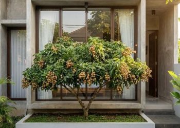 Tips Menyambung Kelengkeng Supaya Cepat Berbuah dengan Metode Sederhana