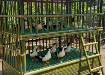 Solusi Efisien bagi Penggunaan Lahan yang Terbatas