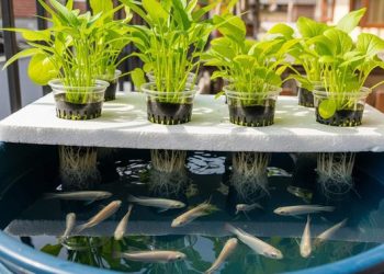 Ternak Ikan Nila di Ember Solusi Praktis dan Menguntungkan untuk Penduduk Kota