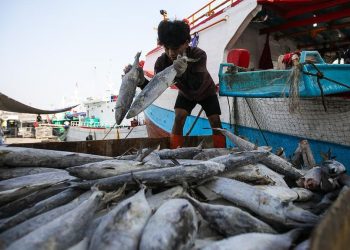 KKP Minta Tambahan Rp1,7 T untuk Pemulihan Sektor Perikanan di Sumatra