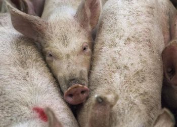 Larangan Impor Daging Babi dari Spanyol oleh Indonesia