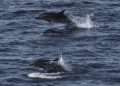 Habitat Paus dan Lumba-lumba di Sumatra Luar Kawasan Perlindungan