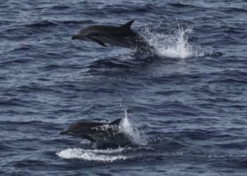Habitat Paus dan Lumba-lumba di Sumatra Luar Kawasan Perlindungan
