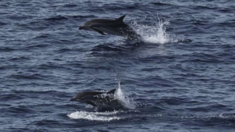 Habitat Paus dan Lumba-lumba di Sumatra Luar Kawasan Perlindungan